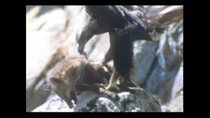 Eagle Prey On Wolf