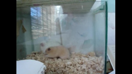 Cute mice 