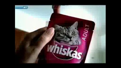 Whiskas advert Bagpipe playing mouse