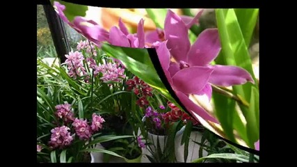 Yanni " With An Orchid "