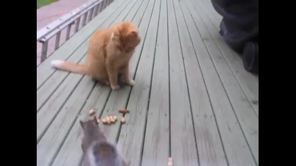 Катеричка краде фъстъци от котка