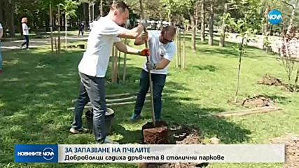 Световна компания и доброволческа организация садят дръвчета