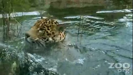 Ягуар на лов под водата