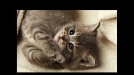 За Котките С Любов