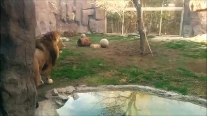 Никога не дразнете лъва в зоопарка!