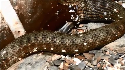 Змия яде риба дракон, близо до Елените