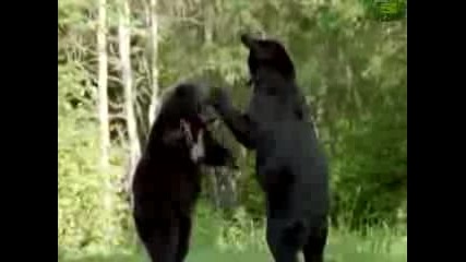 Animal Face - Off Alligator vs. Black Bear