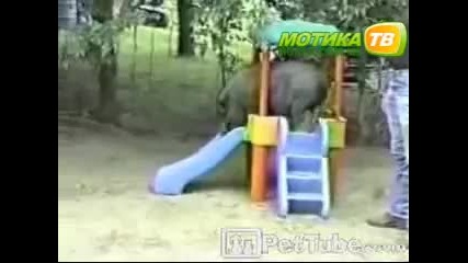 Доста Добре Обучено Прасе 