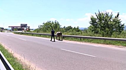 Полицай и бик на пътя за Стара Загора