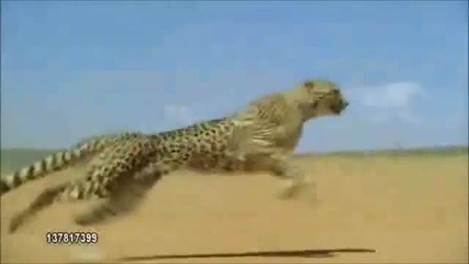 Help save the most endangered animals on the planet