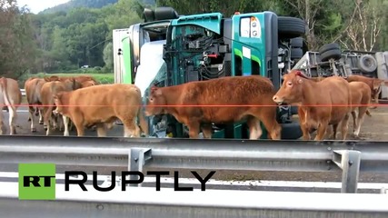Франция: Камион превозващ добитък се преобърна във френските Алпи