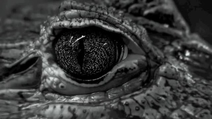 Malleus & Konvex - Black Iris