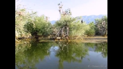 Wildlife of National Park Kerkini