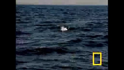 National Geographic - Бяла Акула
