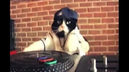 Котка Dj :d