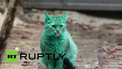 Мистериозна зелена котка от Варна привлече вниманието на чуждестранните медии