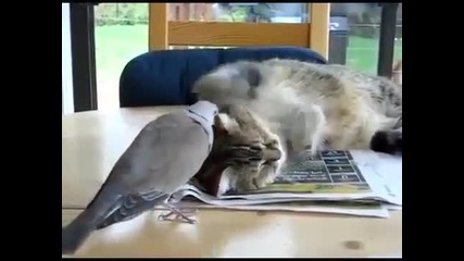 Котка vs Гълъб
