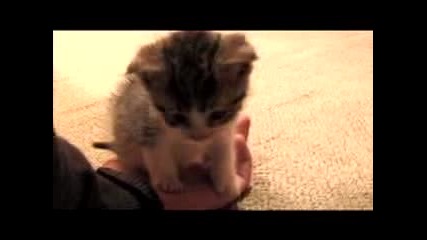 сладко коте 