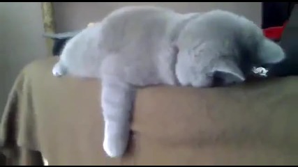 Котка спи много смешно !