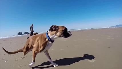 Gopro - Duncan The Two-legged Pup
