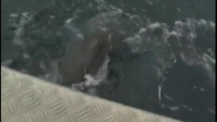 Тигрова акула краде риба от рибар