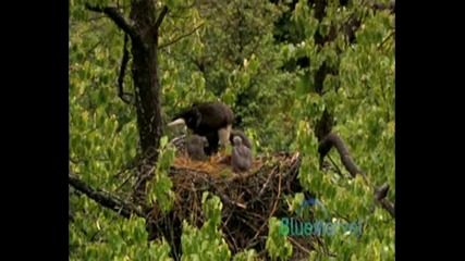 Bald Eagles,