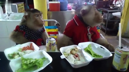 Две маймуни се наслаждават на здравословна храна точно като хората