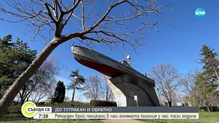 До Тутракан и обратно: Рекорден брой пеликани в най-голямата колония у нас тази година