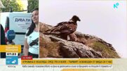 Каква отрова погуби осемте лешояда, завърнали се у нас след десетилетия усилия на природозащитници