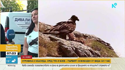 Каква отрова погуби осемте лешояда, завърнали се у нас след десетилетия усилия на природозащитници