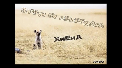 Звуци от природата - Хиена