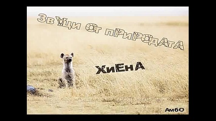 Звуци от природата - Хиена 