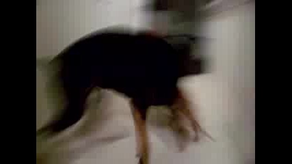 Dobermann Vs. Terrier