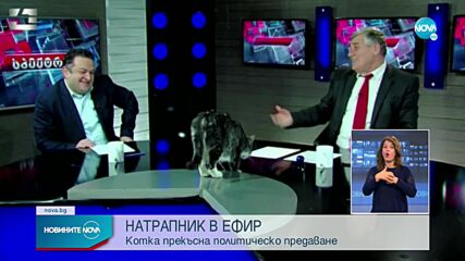 НАТРАПНИК В ЕФИР: Котка прекъсна политическо шоу в Грузия