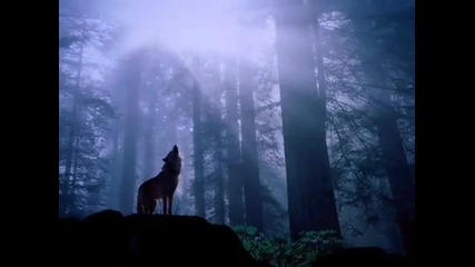 Гласът на вълка