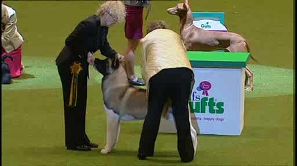 Dfscrufts Video - Best In Show Dfs Crufts 2010 