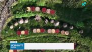 Когато реколтата се превърне в изкуство: Есенна традиция в Китай
