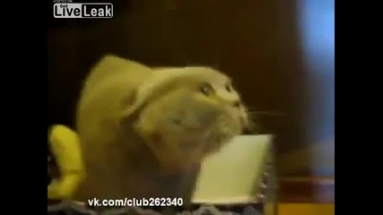 Ядосана котка, която издава звуци