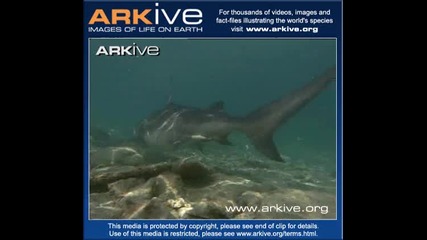 Bull shark