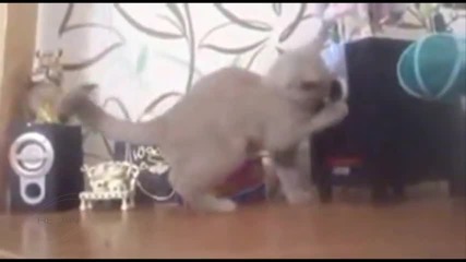 Котка се опитва да хване звука от тонколоните