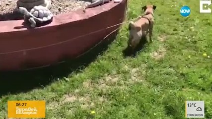 Щуро куче бяга в кръг след играчка