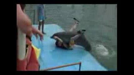 Funny Dolphin