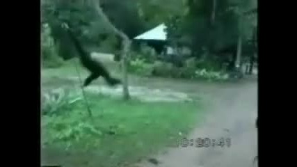 Маймуна Се Гаври С Куче 