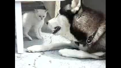 Хъски И Котка