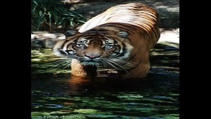 Survivor - Eye Of The Tiger