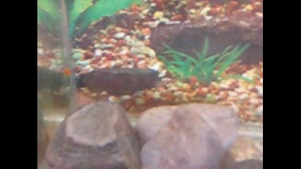 моят аквариум 