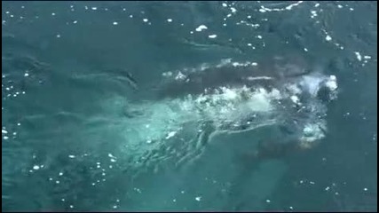 Китове