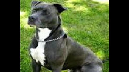 american pitbull terrier