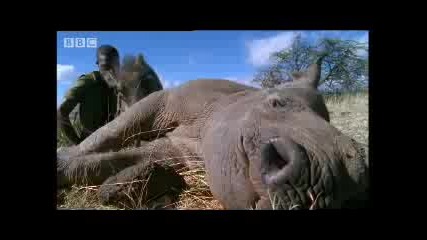 Ввс - Носорог и дива свиня си играят