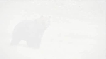 Weird True Freaky - Dogs vs. Grizzly Bear - Animal Planet